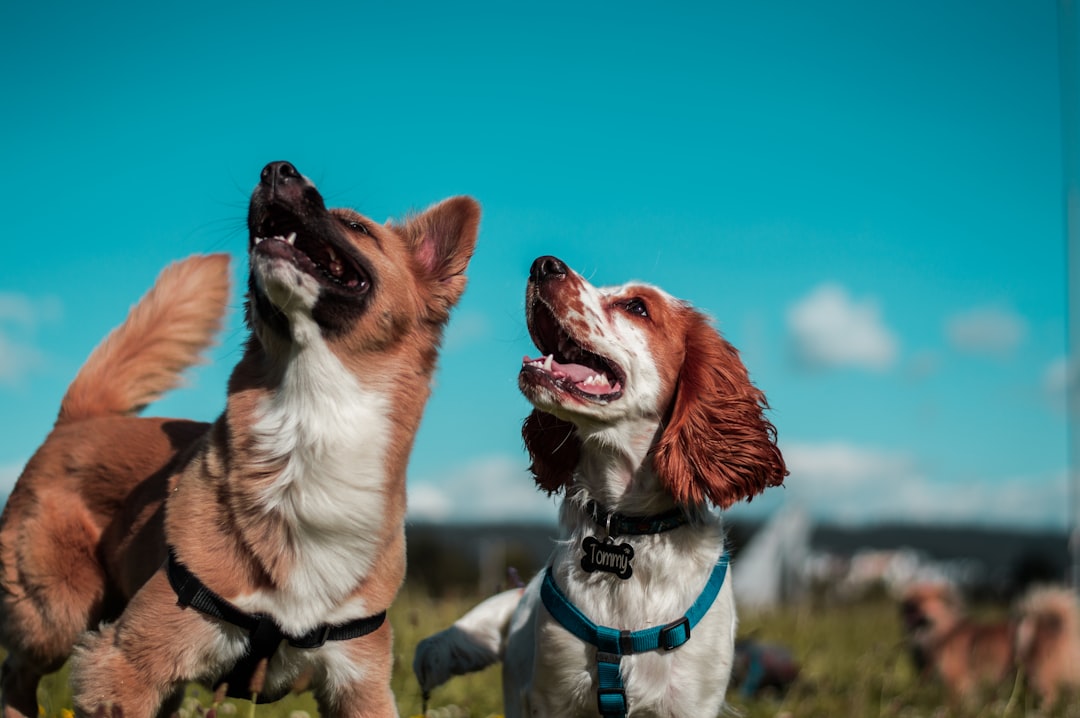 愛犬と過ごす休日